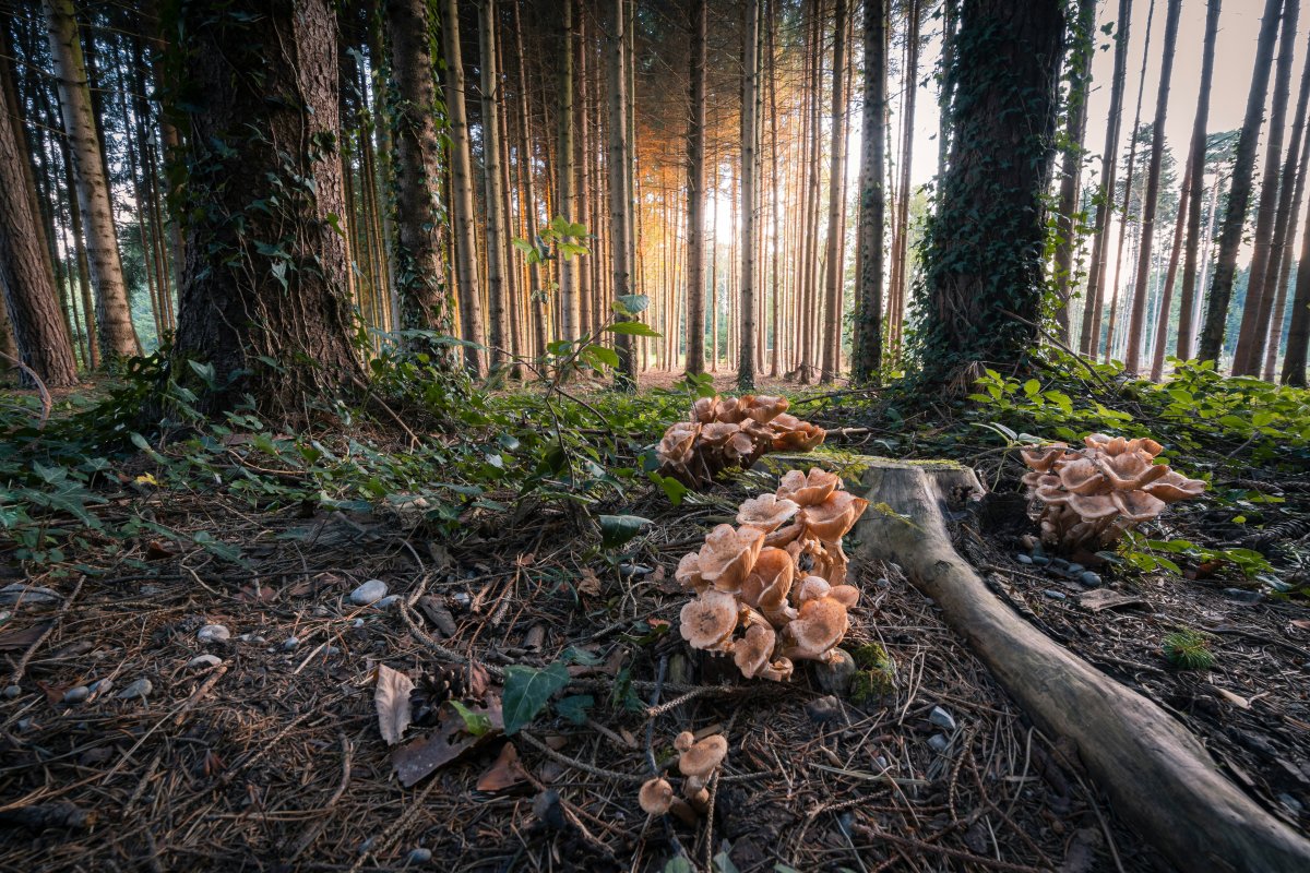 The Essential Role of Mushrooms in Organic Matter Recycling